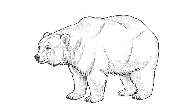 How to draw a bear