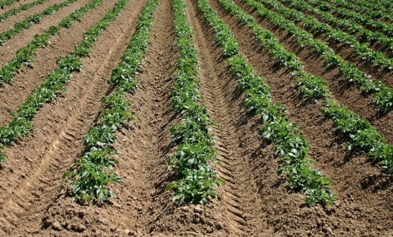 Scientific Potato Cultivation Method in India for High Yield