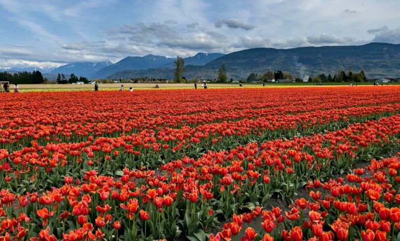 Movers in Langley