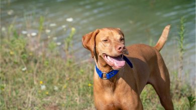 Are Vizslas Hypoallergenic?