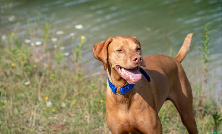 Are Vizslas Hypoallergenic?