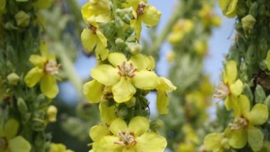 Mullein Leaf Tea