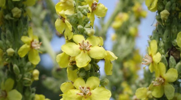 Mullein Leaf Tea