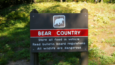 keep bears away from your campsite